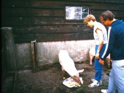 0DIA 1984 RAVA B1